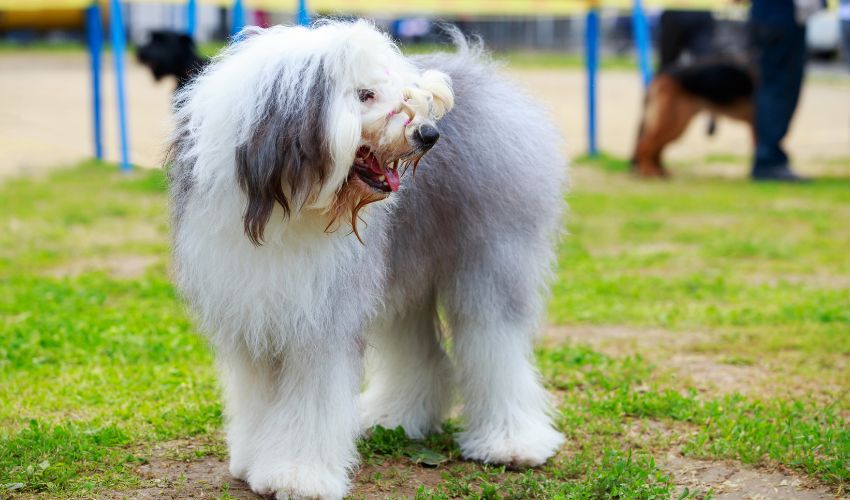 Unlocking Your Barbado da Terceira’s Potential: Expert Behavioral Tips and Tricks